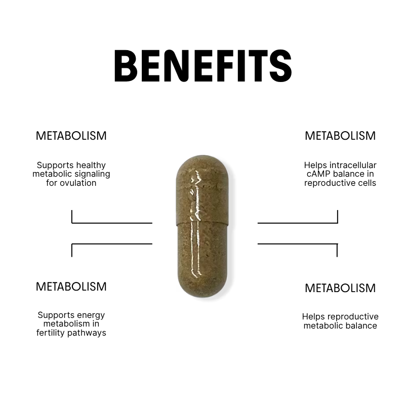 Coleus Forskohlii for Ovulation & Metabolic Support