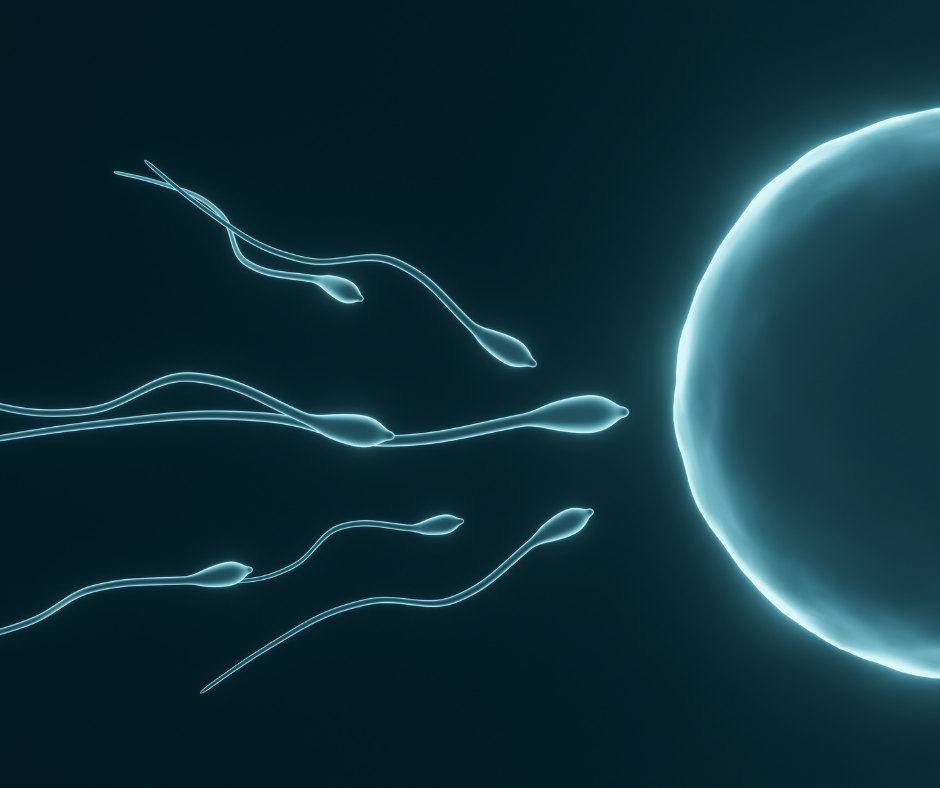 eggs and sperm