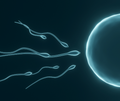 The One Thing that Improves Sperm and Eggs
