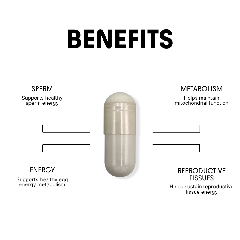 Carnitine for Energy, Egg & Sperm Health