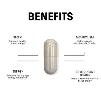 Carnitine for Energy, Egg & Sperm Health