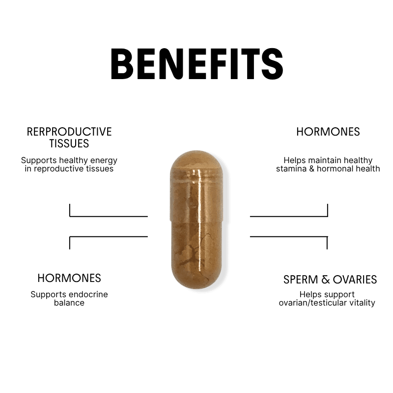 Cordyceps for Energy, Stress & Hormonal Support